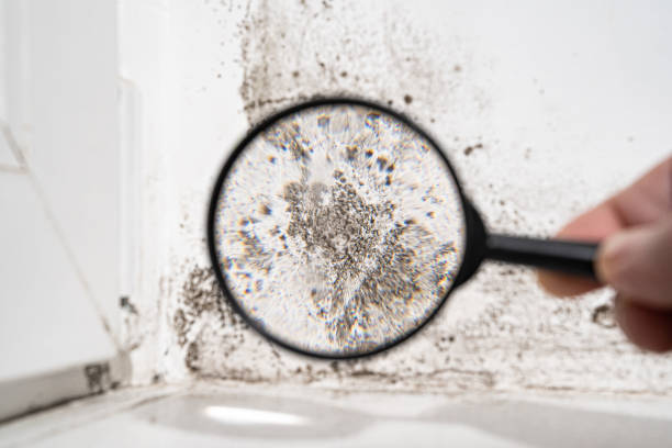 Best Emergency Mold Remediation  in USA